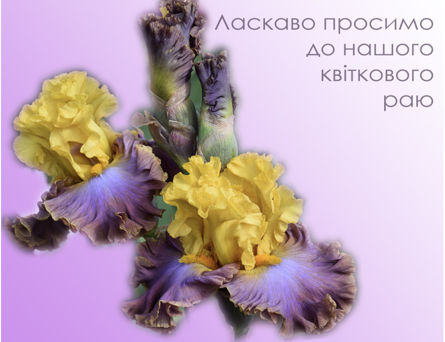 Коллекция ирисов