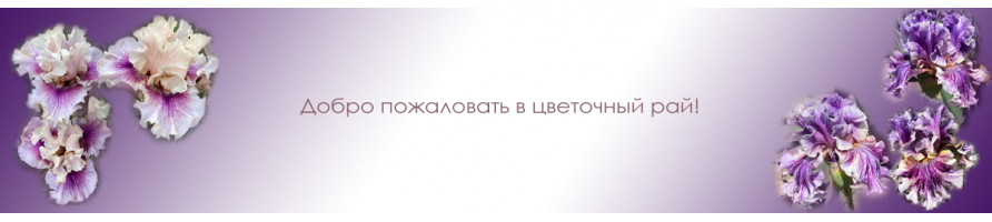 Ирисы Ирисы