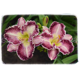 LIPS TASTE LIKE SANGRIA