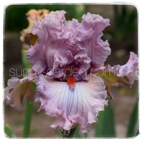FRILL SEEKER