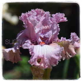 FRILL SEEKER