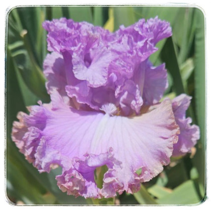 I LILAC YOU
