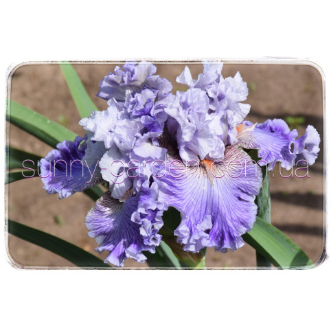 LAVENDER BREEZE
