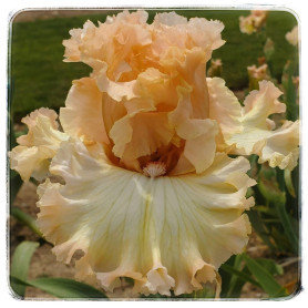 LICENSE TO FRILL