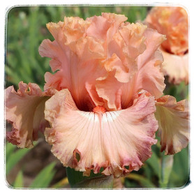 PRINCESS PRETTY PINK