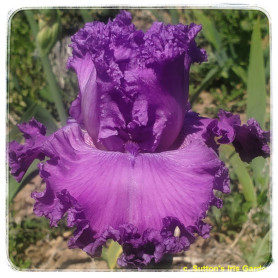 PURPLE FIZZY