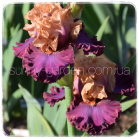 SOMETHING TO TALK ABOUT 