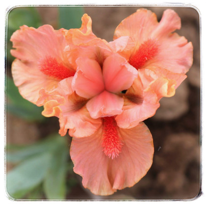 CORAL CHIPS 