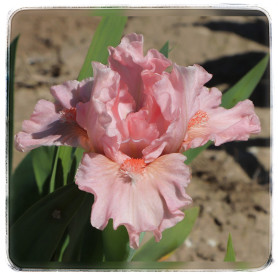 MAKE MINE PINK