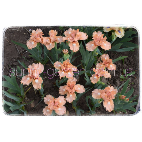 PEACH MEDLEY