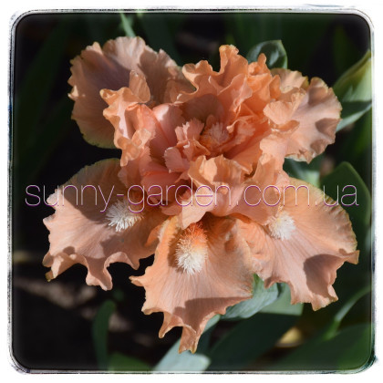 PEACH MEDLEY