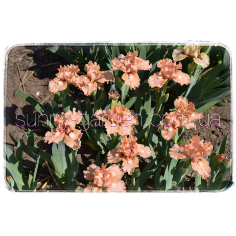 PEACH MEDLEY