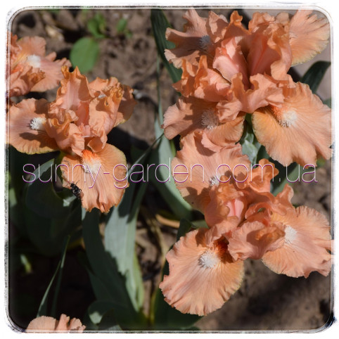 PEACH MEDLEY